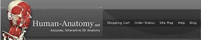 Human Anatomy
